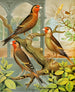 Goldfinch and hybrid canaries - W. A. Blakston — artwork view