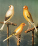 Goldfinch and hybrid canaries - W. A. Blakston — artwork view
