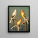 Goldfinch and hybrid canaries - W. A. Blakston — framed artwork on a wall