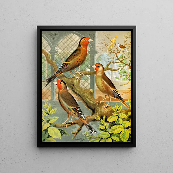 Goldfinch and hybrid canaries - W. A. Blakston — framed artwork on a wall
