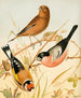 Chaffinch, linnet, and bullfinch painting - W. A. Blakston — artwork view