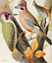 Green Jay, Jay and Nuthatch Painting - W. A. Blakston — artwork view
