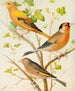 Verdier, linnet, bullfinch and goldfinch - W. A. Blakston — artwork view