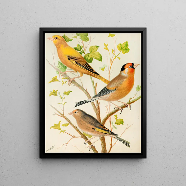 Verdier, linnet, bullfinch and goldfinch - W. A. Blakston — framed artwork on a wall
