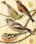 Verdier painting, tree finch, bullfinch and finch - W. A. Blakston — artwork view