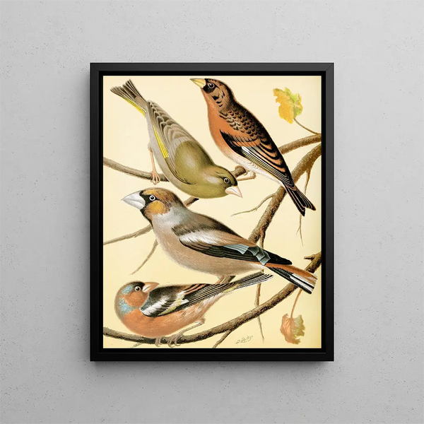 Verdier painting, tree finch, bullfinch and finch - W. A. Blakston — framed artwork on a wall