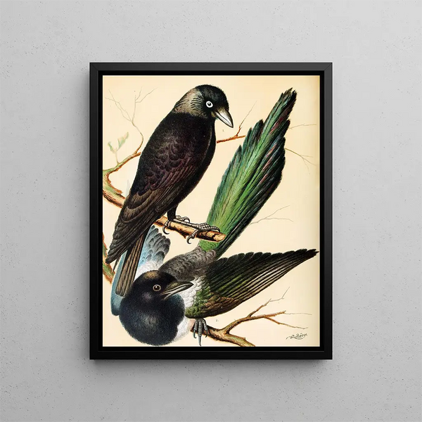 Crow and Magpie - W. A. Blakston — framed artwork on a wall