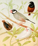 Java Sparrows Painting - W. A. Blakston — artwork view