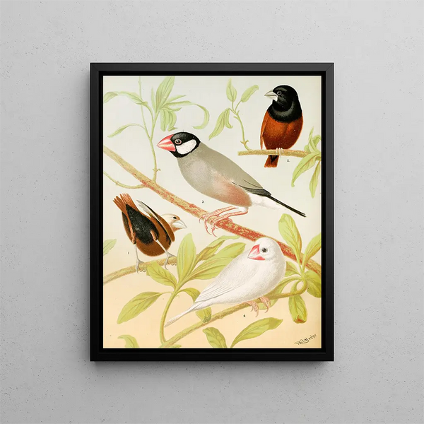 Java Sparrows Painting - W. A. Blakston — framed artwork on a wall