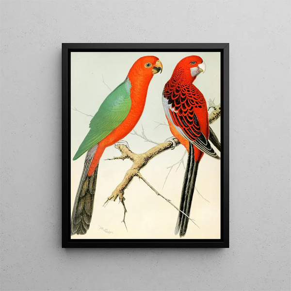 Pavillons de perroquet roi - W. A. Blakston — framed artwork on a wall