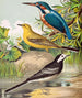 Martin painting - fisherman and reed warbler - W. A. Blakston — artwork view