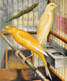 Lancashire copies painting: yellow cock and buff hen - W. A. Blakston — artwork view