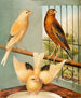 Mules of linnet and canary - W. A. Blakston — artwork view