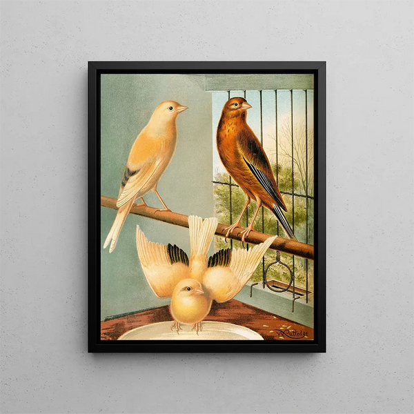 Mules of linnet and canary - W. A. Blakston — framed artwork on a wall
