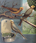 Canaris lizard - W. A. Blakston — artwork view
