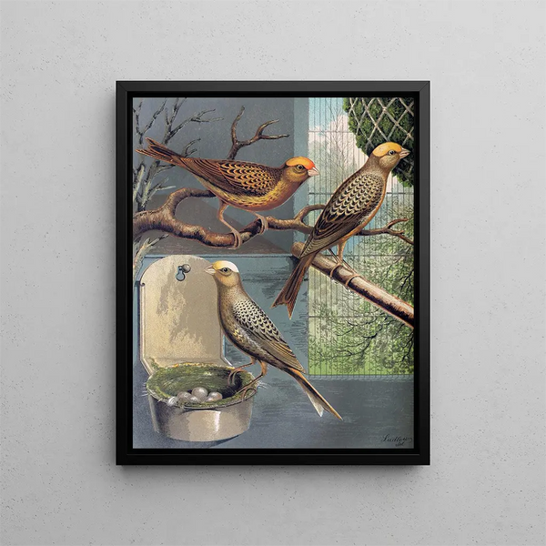 Canaris lizard - W. A. Blakston — framed artwork on a wall