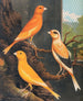 Norwich Canaris Painting - W. A. Blakston — artwork view