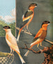 Reproduction of the painting Norwich Canary Painting: varied buff crest and yellow crest buff crest - W. A. Blakston