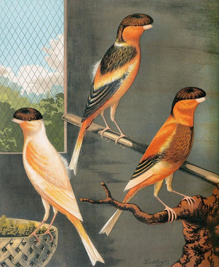 W A Blakston - Norwich CanariesDark Crested Buff Variegated Crested Buff And Yellow.webp