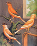 Norwich Canaris Painting: yellow gray crest, buff crest evenly marked, and buff crest evenly marked - W. A. Blakston — artwork view