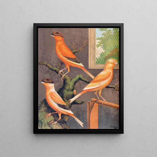 Norwich Canaris Painting: yellow gray crest, buff crest evenly marked, and buff crest evenly marked - W. A. Blakston — framed artwork on a wall
