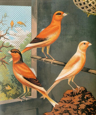 W A Blakston - Norwich CanariesVariegated YellowClear Buff And EvenlyMarked Yellow.webp