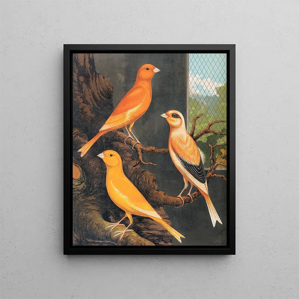 Norwich Canaris Painting - W. A. Blakston — framed artwork on a wall