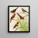 Pinson perroquet, pinson bichenos, Australian crimson finch, chestnut-breasted finch - W. A. Blakston — framed artwork on a wall
