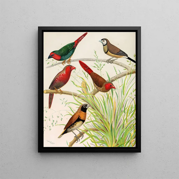 Pinson perroquet, pinson bichenos, Australian crimson finch, chestnut-breasted finch - W. A. Blakston — framed artwork on a wall