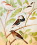 Mannkins pie, diamond, nutmeg sparrow or spice bird - W. A. Blakston — artwork view