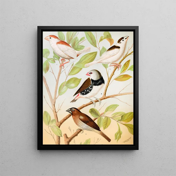 Mannkins pie, diamond, nutmeg sparrow or spice bird - W. A. Blakston — framed artwork on a wall