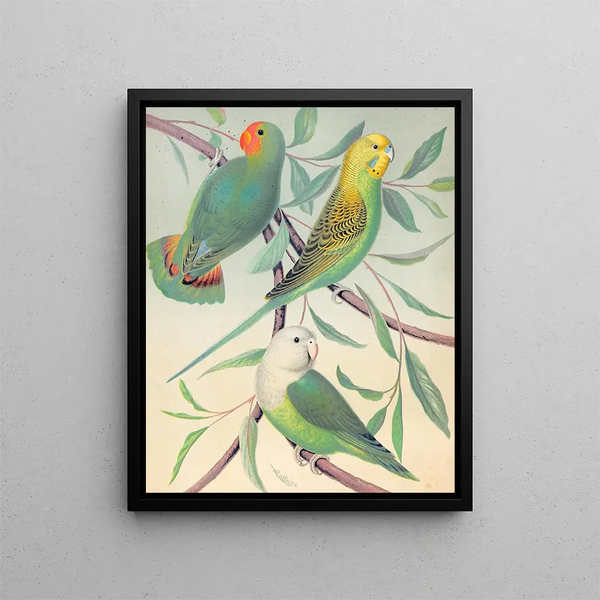 Red-headed Love Parrot Painting, Grass Parakeet, Madagascar Love Parrot - W. A. Blakston — framed artwork on a wall