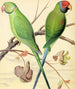 Parrot with ringed neck, plum-headed parakeet - W. A. Blakston — artwork view