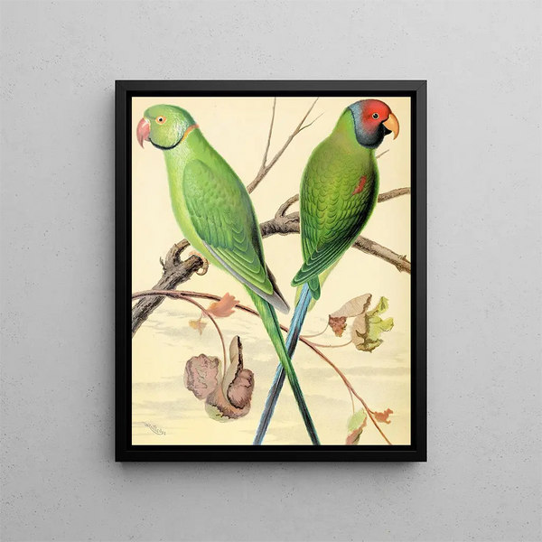 Parrot with ringed neck, plum-headed parakeet - W. A. Blakston — framed artwork on a wall