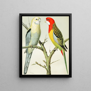 W A Blakston - Rosella Parrakeets.webp