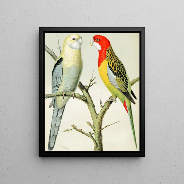 Parrot Rosella Painting - W. A. Blakston — framed artwork on a wall