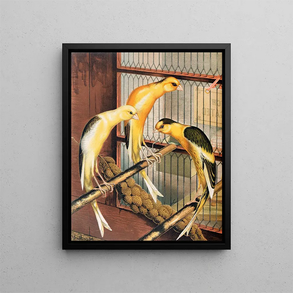Scottish Canaries painting fancy piebald - W. A. Blakston — framed artwork on a wall