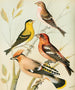 Siskin, finch, waxwing, starling painting - W. A. Blakston — artwork view