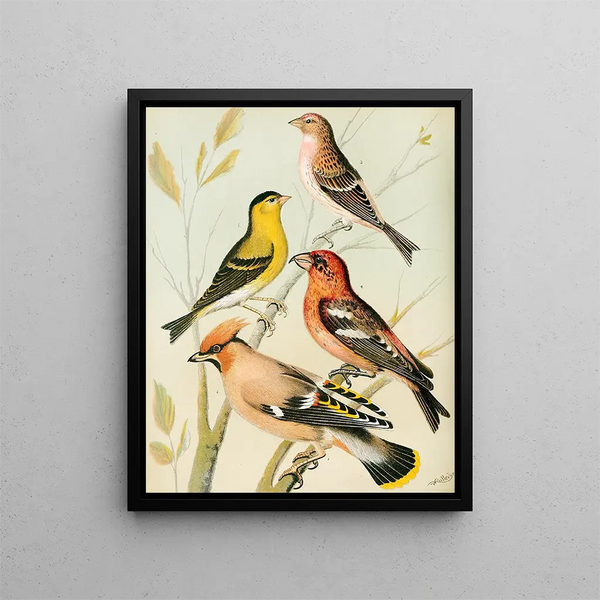 Siskin, finch, waxwing, starling painting - W. A. Blakston — framed artwork on a wall