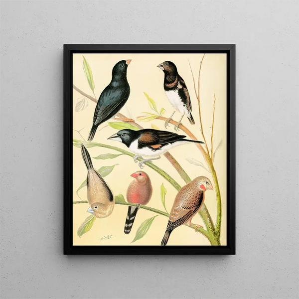 Black-headed finch painting, brown-legged finch, bronze mannikin, silver beads, and Sainte-Hélène waxbill by W. A. Blakston — framed artwork on a wall
