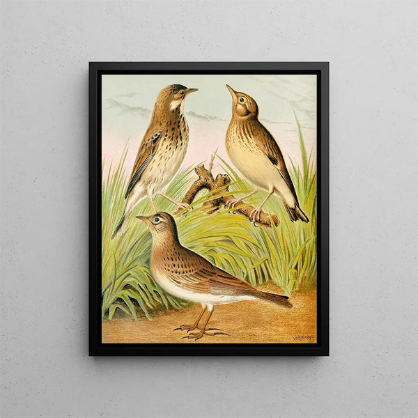 Tree Pipit, Skylark, and Lulu - W. A. Blakston — framed artwork on a wall