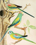 Turquoise Parrot and Multicolored Parrots Painting - W. A. Blakston — artwork view