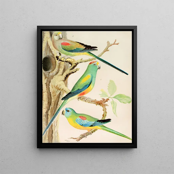 Turquoise Parrot and Multicolored Parrots Painting - W. A. Blakston — framed artwork on a wall