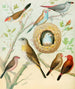Waxbills, saffron finch and fire finch - W. A. Blakston — artwork view