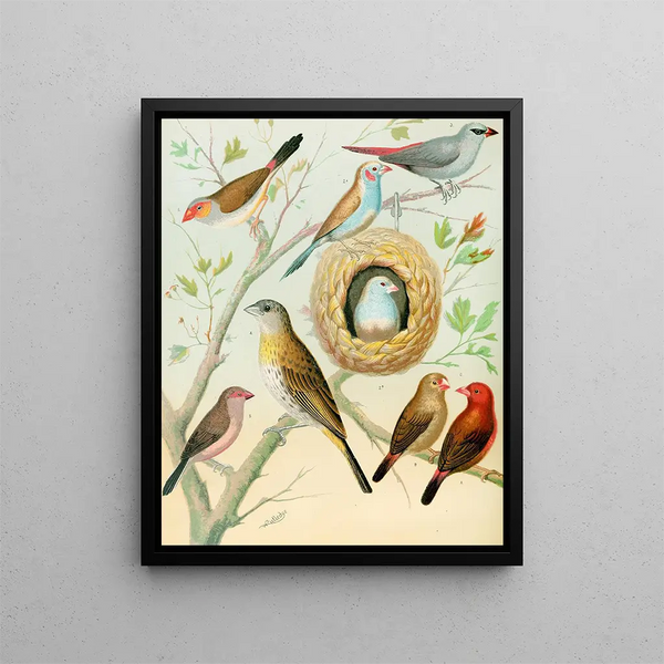 Waxbills, saffron finch and fire finch - W. A. Blakston — framed artwork on a wall