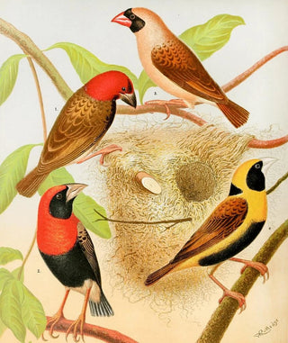 W A Blakston - Weaver Birds.webp