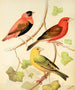 Tisserands painting, orange bouvreuil and saffron finch of Madagascar - W. A. Blakston — artwork view