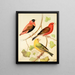 Tisserands painting, orange bouvreuil and saffron finch of Madagascar - W. A. Blakston — framed artwork on a wall