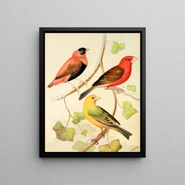 Tisserands painting, orange bouvreuil and saffron finch of Madagascar - W. A. Blakston — framed artwork on a wall