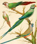 White-eared Conures, Malabar Parrot, and Blue-crowned Parrot - W. A. Blakston — artwork view